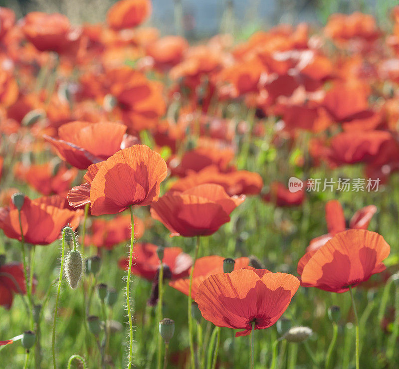 Poppy Meadow，选择焦点